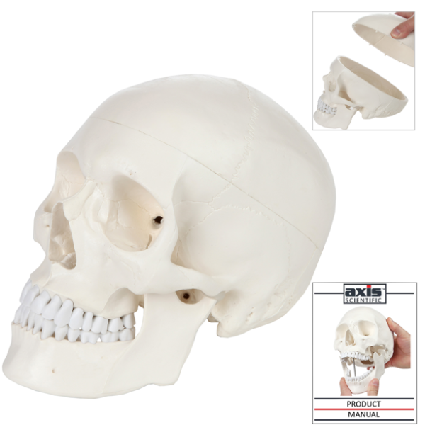 Axis Scientific Human Skull Model Life - Image 2