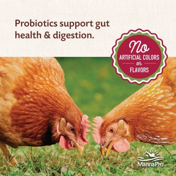 Manna Pro All Flock Crumbles with Probiotic for Chickens, 8 lbs - Image 3