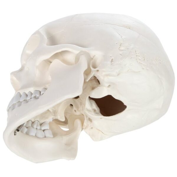 Axis Scientific Human Skull Model Life - Image 3